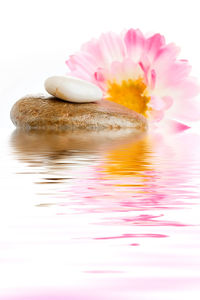 Close-up of pink flower in water