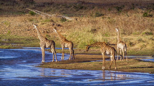 Giraffes standing at lakeshore