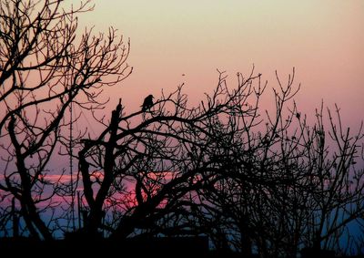 Low angle view of silhouette bare tree against sky at sunset