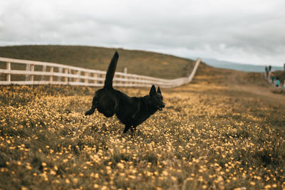 Dog running on field