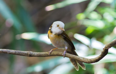 Lovely white head bird collared babbler  on branch in nature of thailand.
