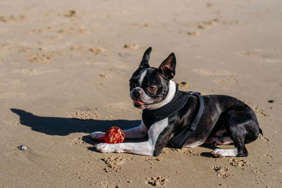 High angle view of dog on beach