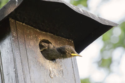 Close-up of bird perching on wood