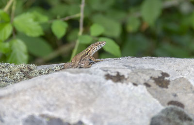 Close-up of lizard on rock