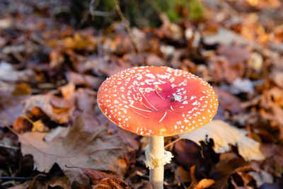 Close-up of fly agaric mushroom on field