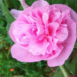 Close-up of pink flower blooming outdoors