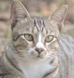 Close-up portrait of cat