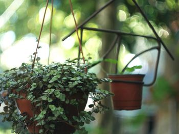 Close-up of potted plant