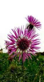 Close-up of thistle blooming outdoors