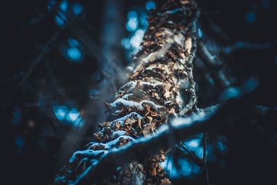 Close-up low angle view of tree