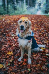 Portrait of dog on ground during autumn