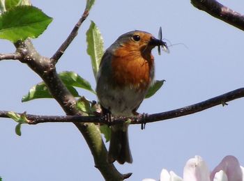 Low angle view of bird perching on branch