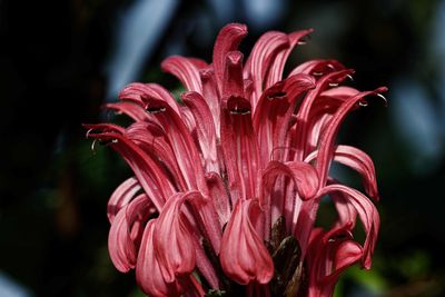 Close-up of red flowering plant