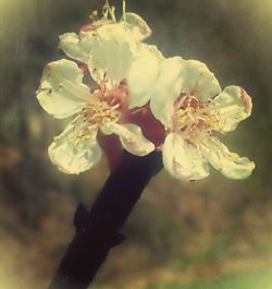 Close-up of white flowers