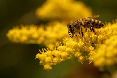 Close-up of insect on yellow flower