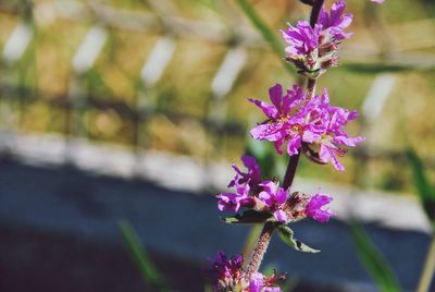 Close-up of pink flowering plant