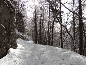 Snow covered land amidst trees in forest