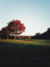 Tree on field against clear sky during autumn