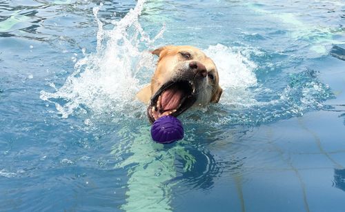 Dog in water