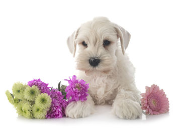 Portrait of puppy against white background