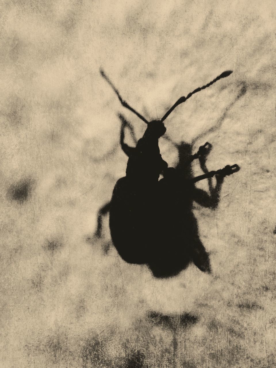 animal themes, one animal, insect, close-up, field, animals in the wild, wildlife, nature, black color, no people, outdoors, high angle view, day, the end, silhouette, sky, death, spider, shadow, full length