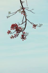 Low angle view of trees against sky