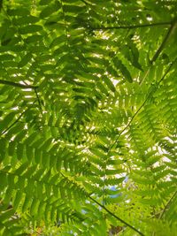 Close-up of leaves