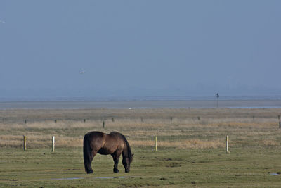 Horse grazing in a field