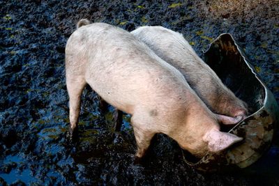 High angle view of pigs in mud, eating from trough 