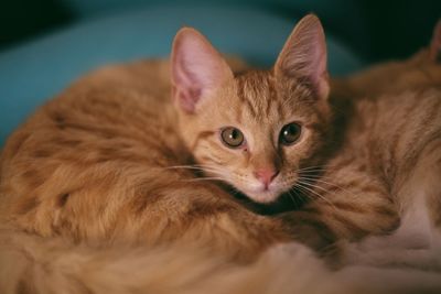 Close-up portrait of a cat