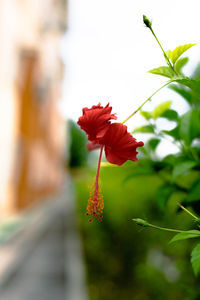 Close-up of red hibiscus blooming outdoors