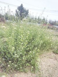 Plants growing on field