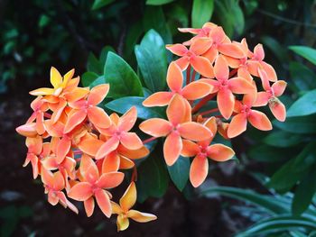 Close-up of orange flowering plant