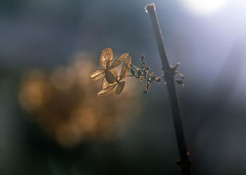 Close-up of wilted plant