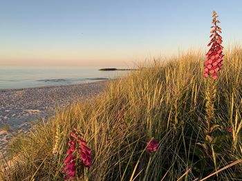 Scenic view of sea against clear sky