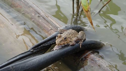 High angle view of turtle swimming in lake