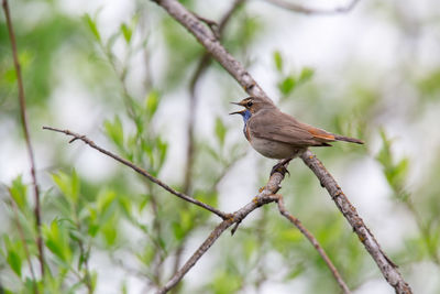 Bird perching on a branch