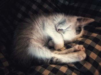 High angle view of cat sleeping