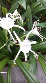 Close-up of white flowers