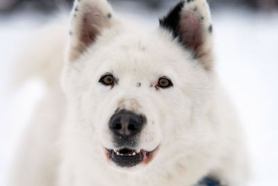 Close-up portrait of white dog