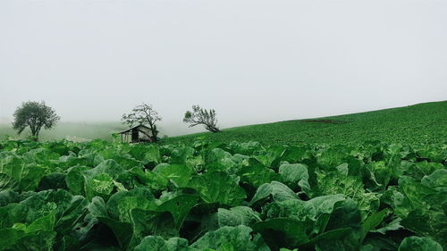 Scenic view of field against clear sky