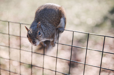 Portrait of squirrel on fence