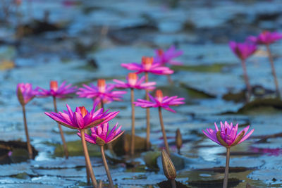 Close-up of pink water lily in lake