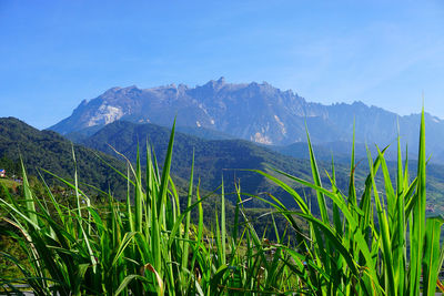 Scenic view of mountains against clear blue sky