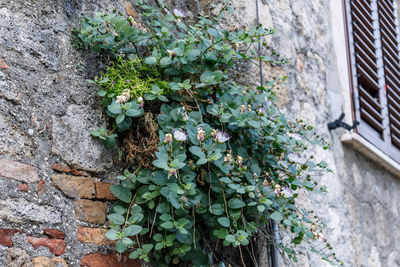 Close-up of ivy on wall