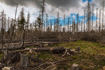 Bare trees in forest against sky