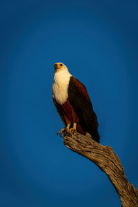 African fish eagle watches camera from stump