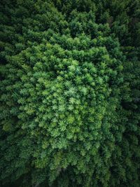 Full frame shot of trees in forest