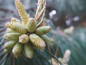 Close-up of plant