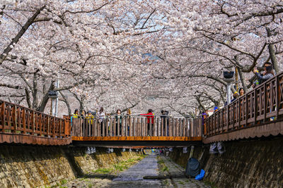 View of cherry blossom along canal